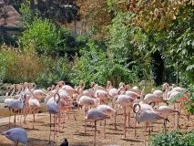 Flamingos.jpg